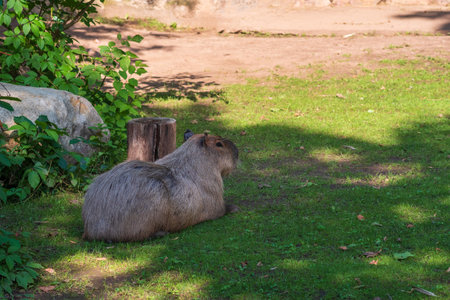 Capybara lies on a lawn in a zoo enclosureの写真素材