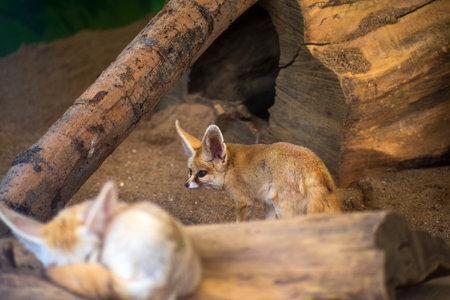 fennec fox (Vulpes zerda) in zooの写真素材