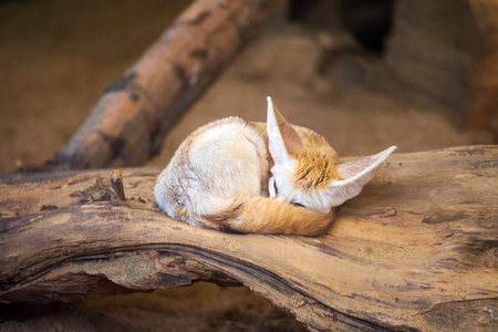 Cute fox sleeping on the log in the zooの写真素材
