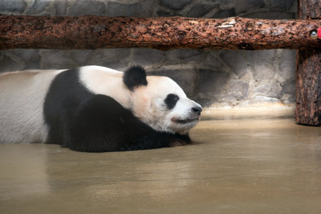 giant panda lies in a zoo enclosureの写真素材