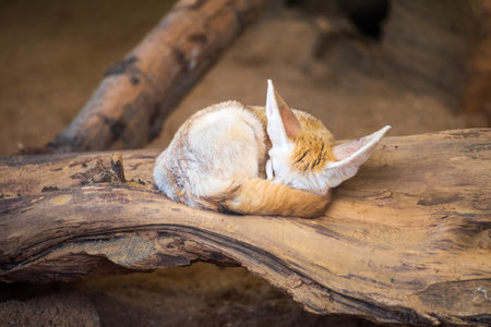 Cute fox sleeping on the woodの写真素材
