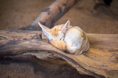 Cute little fennec fox sleeping on a log in the zooの写真素材