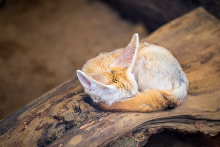 Cute little fox sleeping on wood backgroundの写真素材