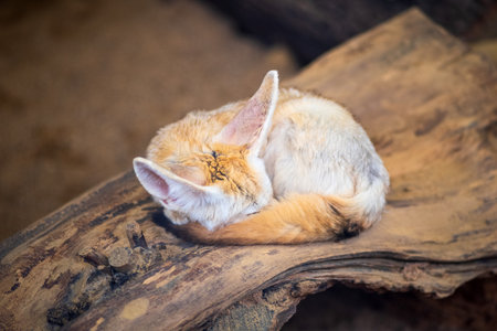 Cute fennec fox sleeping on wood in the zooの写真素材