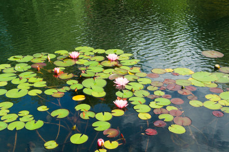 surface of lake with pink water liliesの写真素材
