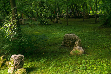 Landscape with green trees, grass and stones in the park.の写真素材