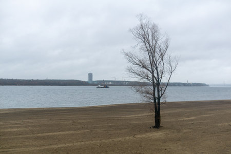 Lonely tree on the bank of the river on a cloudy dayの写真素材