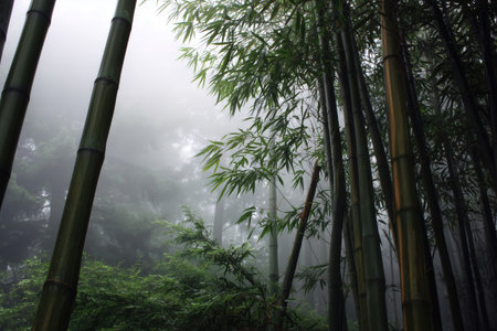 bamboo forest in foggy weatherの素材