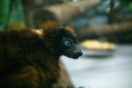 portrait of red ruffed lemur (Varecia rubra) in zoo