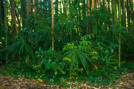 Bamboo forest with green tropical plants