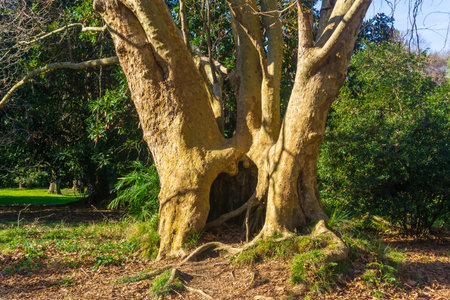 Old big tree in the park. The concept of nature and environment