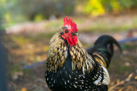 Beautiful rooster on the farm. Close-up portrait.の写真素材