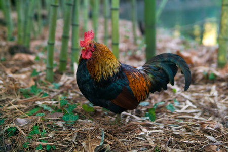Rooster in the garden with bamboo background