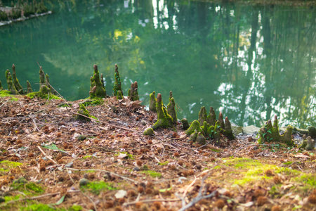 pneumatophores of swamp cypress on the shoreの写真素材