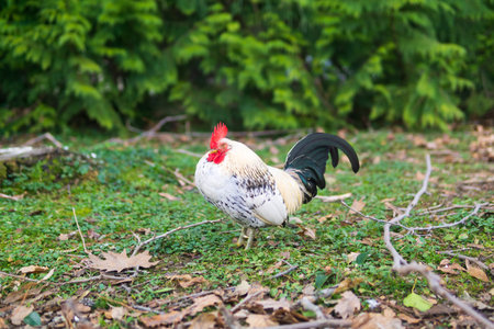 white rooster in the garden.
