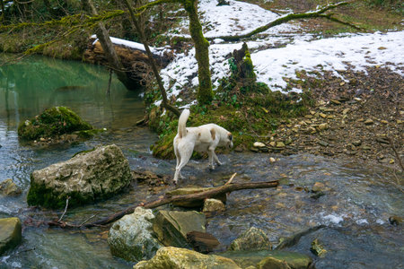 White dog crossing a stream in the forest in winter.