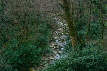 A view of a stream flowing through a forest in the mountains