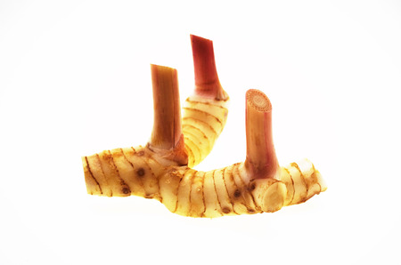 galangal on white backgroundの写真素材