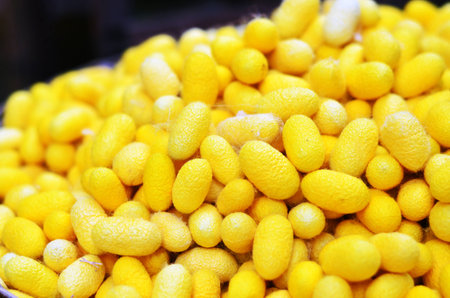 Silkworm cocoon.の写真素材