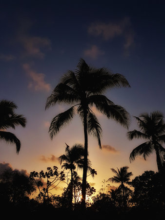 Silhouette of coconut tree at sunset. Coconut tree silhouettes at sunsetの写真素材
