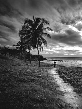 Tropical beach with palm trees and sunset. Black and white photo.の写真素材