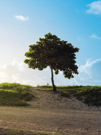 Lonely tree on a sand dune with blue sky backgroundの写真素材