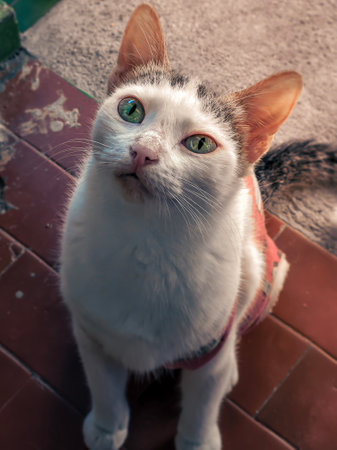 White cat with green eyes on the street. Selective focus.の写真素材