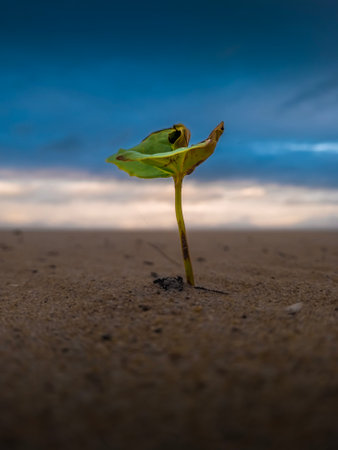 green seedling growing from crack in the ground with sunset sky backgroundの写真素材