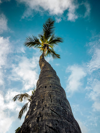 Coconut palm tree against blue sky with clouds. tropical backgroundの写真素材