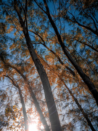 Pine trees in the forest with the sun shining through the branchesの写真素材