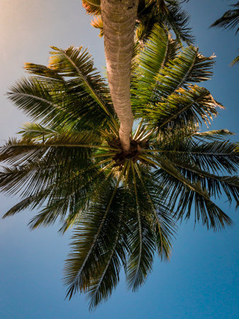 Coconut palm tree on blue sky background. Top view.