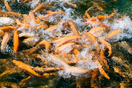 Rainbow troutsの写真素材