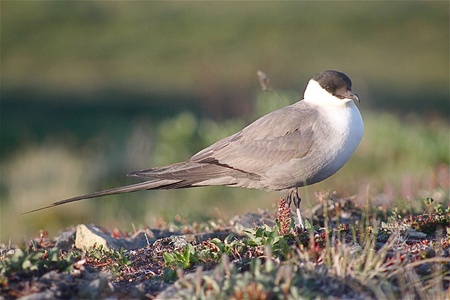 Long-Tailed Jaeger (Stercorarius longicaudus)