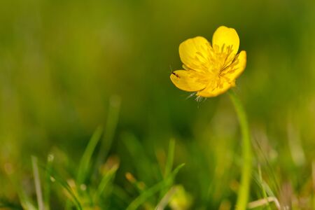 Tiny Insect or Bug on Petals Getting Nectar of Meadow Buttercup Yellow Flower or Ranunculus...
