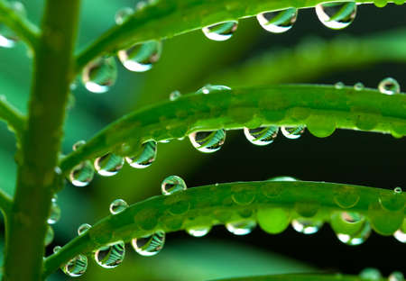 raindrops on plant leaf