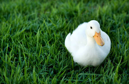 duck on a green lawnの写真素材