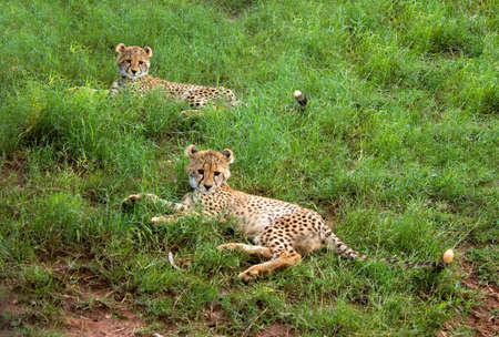 two cheetah cubs watching curiouslyの写真素材