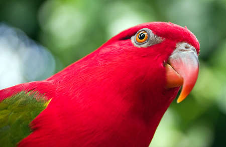 Red parrot with green wings closeupの写真素材
