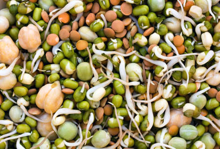 A mix of seed sprouts vegetablesの写真素材