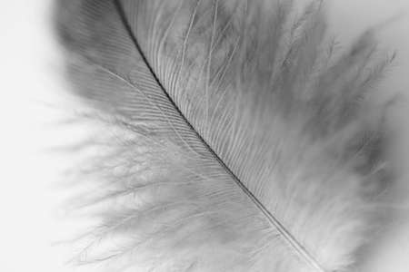 feather closeupの写真素材