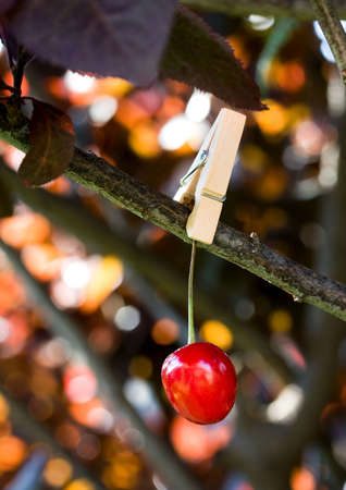 red juicy cherry pinned to a tree branchの写真素材