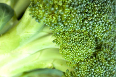 Broccoli vegetableの写真素材