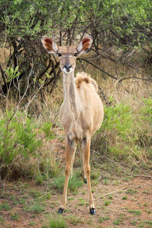 Female Kudu in the african bushの写真素材