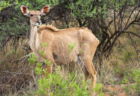 Female Kudu in the african bushの写真素材