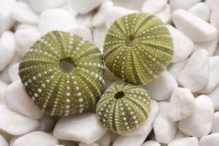 Sea urchin shells on pebblesの写真素材