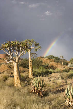Colorful rainbow with quiver trees on a hill in South Africaの写真素材