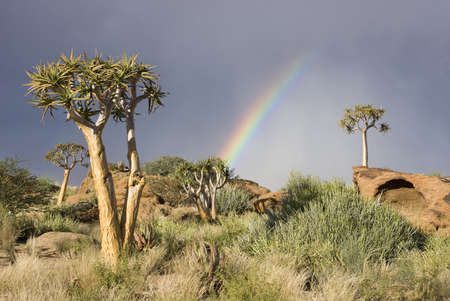 Colorful rainbow with quiver trees on a hill in South Africaの写真素材