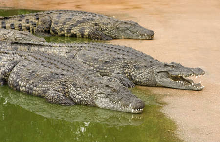 Three African nile crocodiles resting next to waterの写真素材