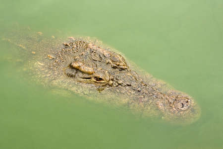 Head of an African nile crocodile closeupの写真素材
