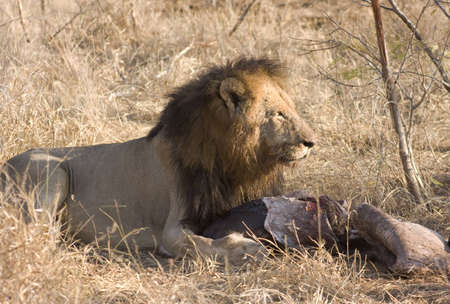 Male lion feeding on his prey of a baby rhinoの写真素材